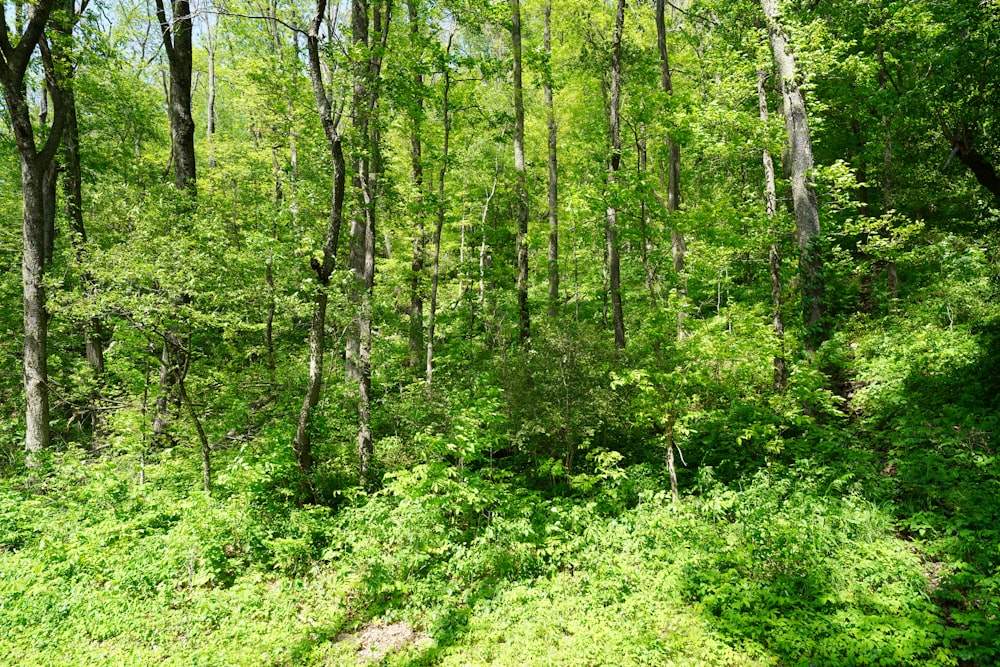 green trees and green grass during daytime