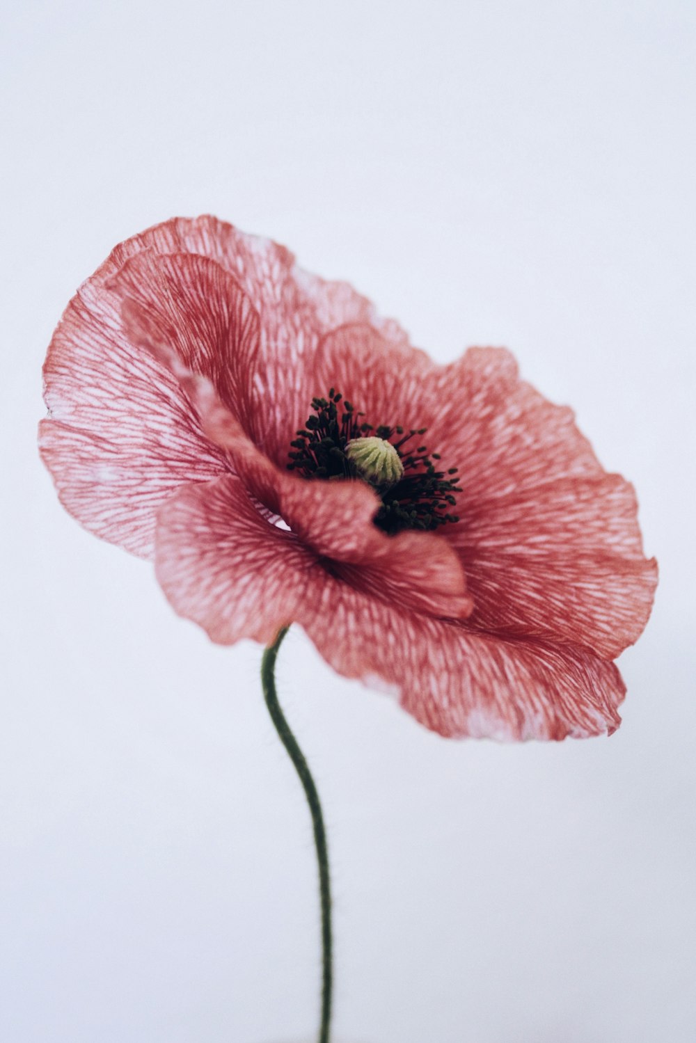 pink flower with green stem