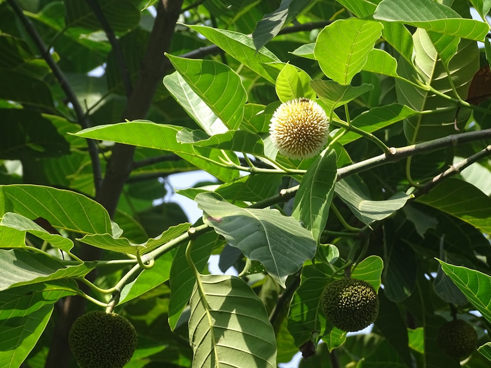 green round fruit on green leaves during daytime