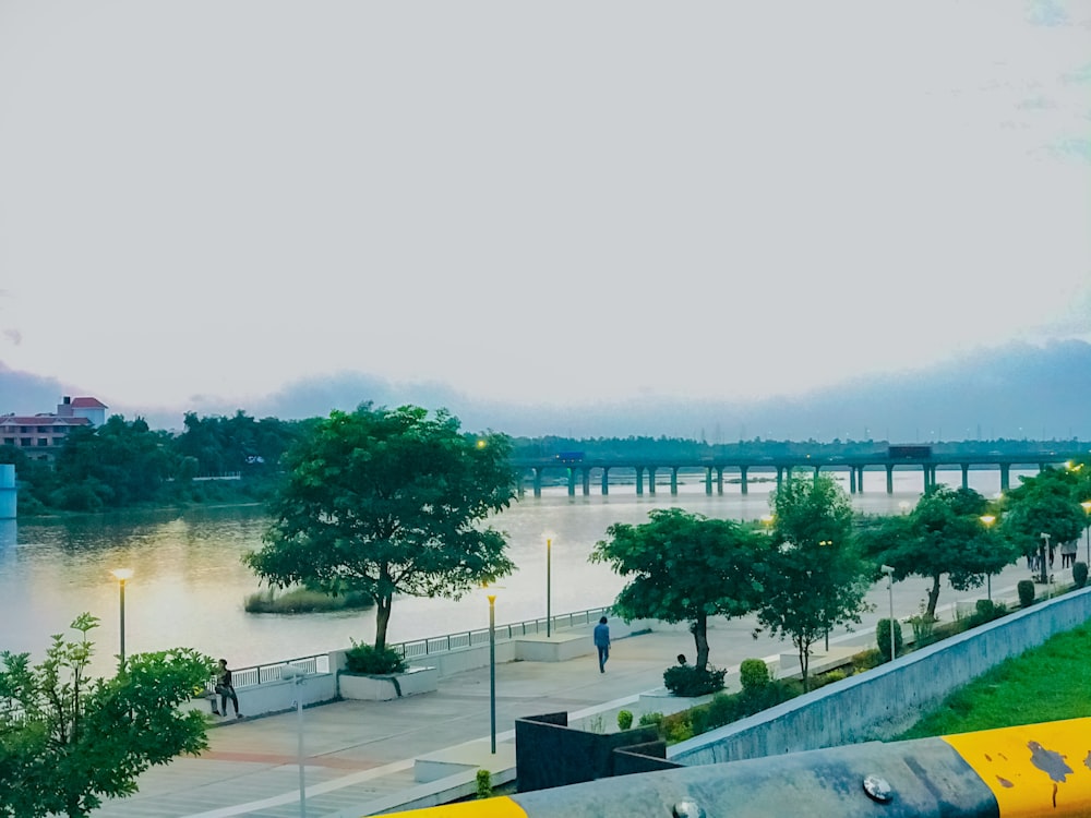 green trees near body of water during daytime