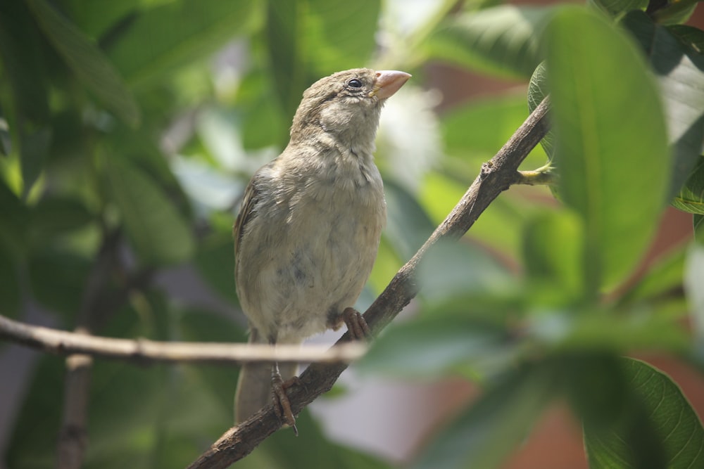 brown bird on brown tree branch during daytime