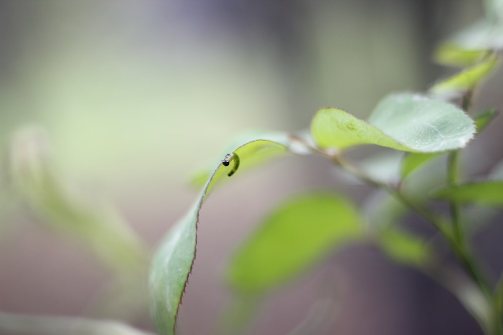 water droplet on green leaf