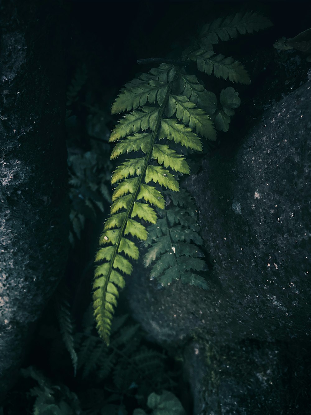 green fern plant on black rock