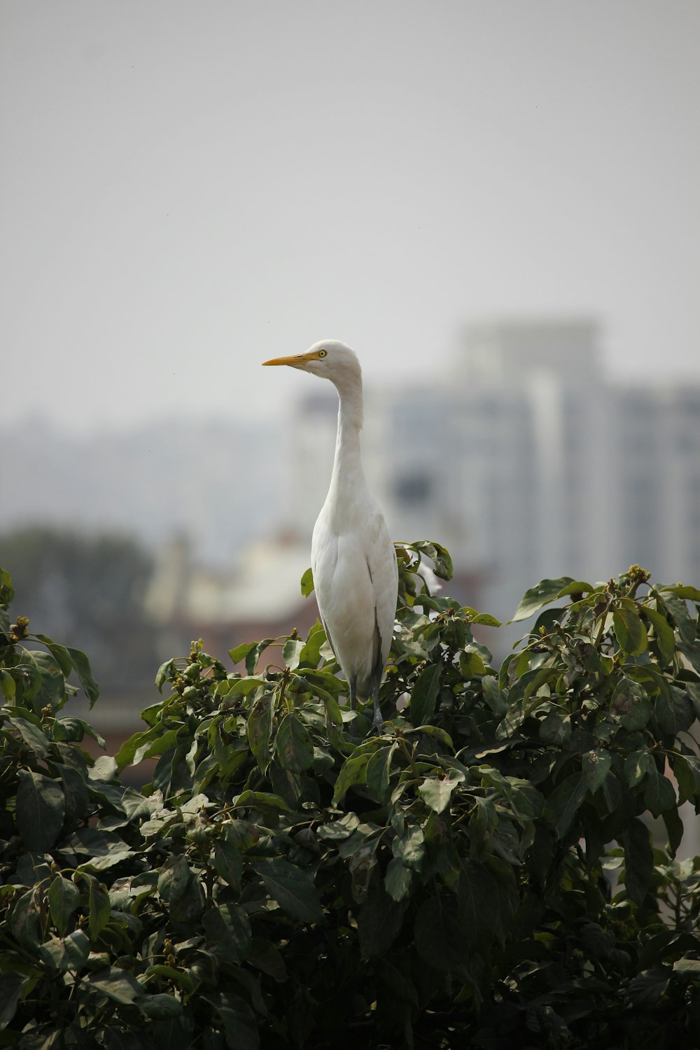 white bird on green tree during daytime