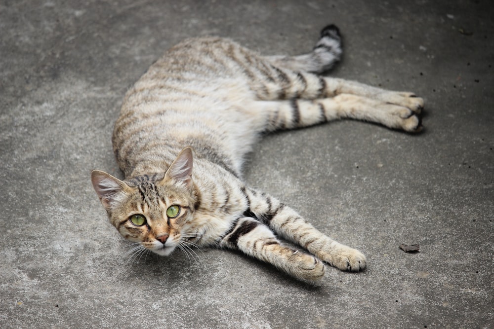 gatto soriano marrone sdraiato sul pavimento di cemento grigio