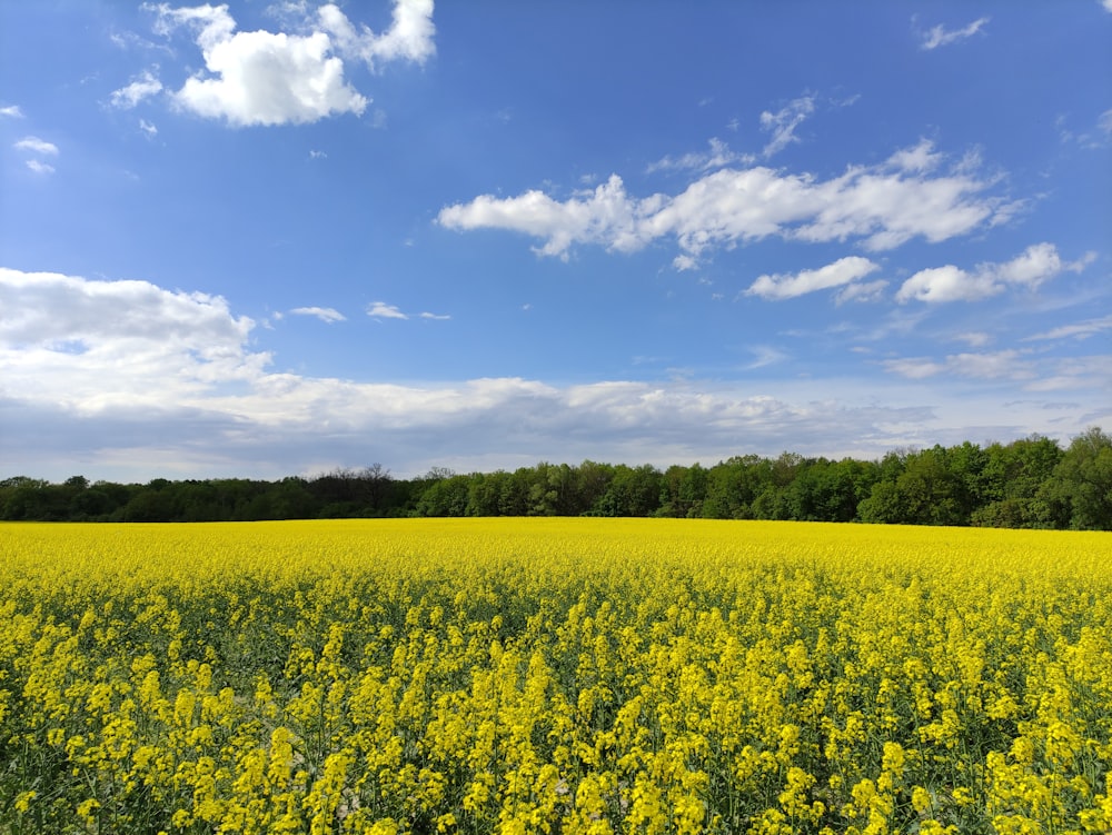 yellow flower field under blue sky and white clouds during daytime