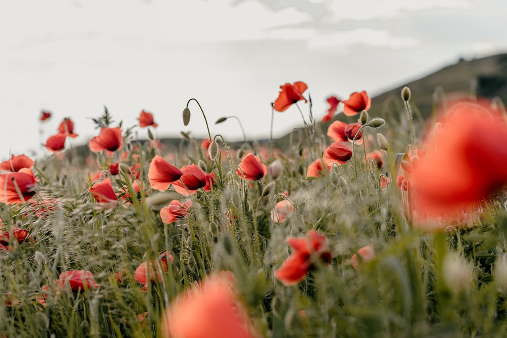 red flower field during daytime