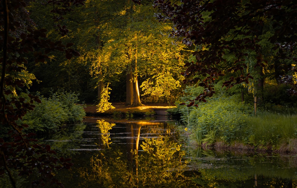 green trees beside river during daytime