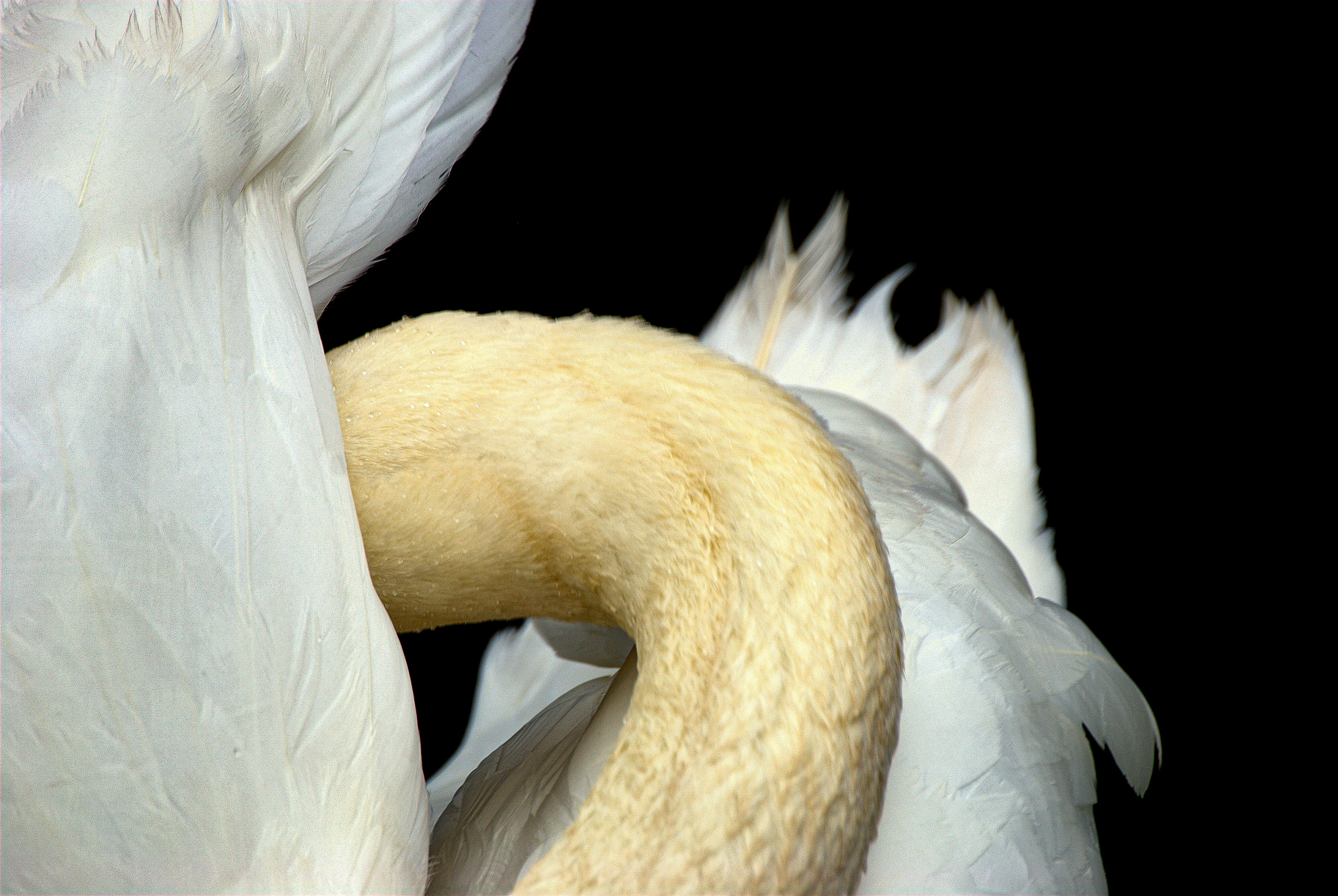 An elegant white swan on a dark background, symbolizing the beauty of local wildlife in Denmark.