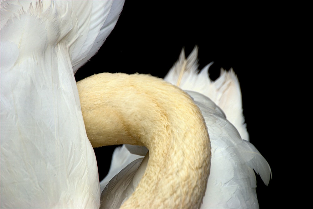 white swan with black background