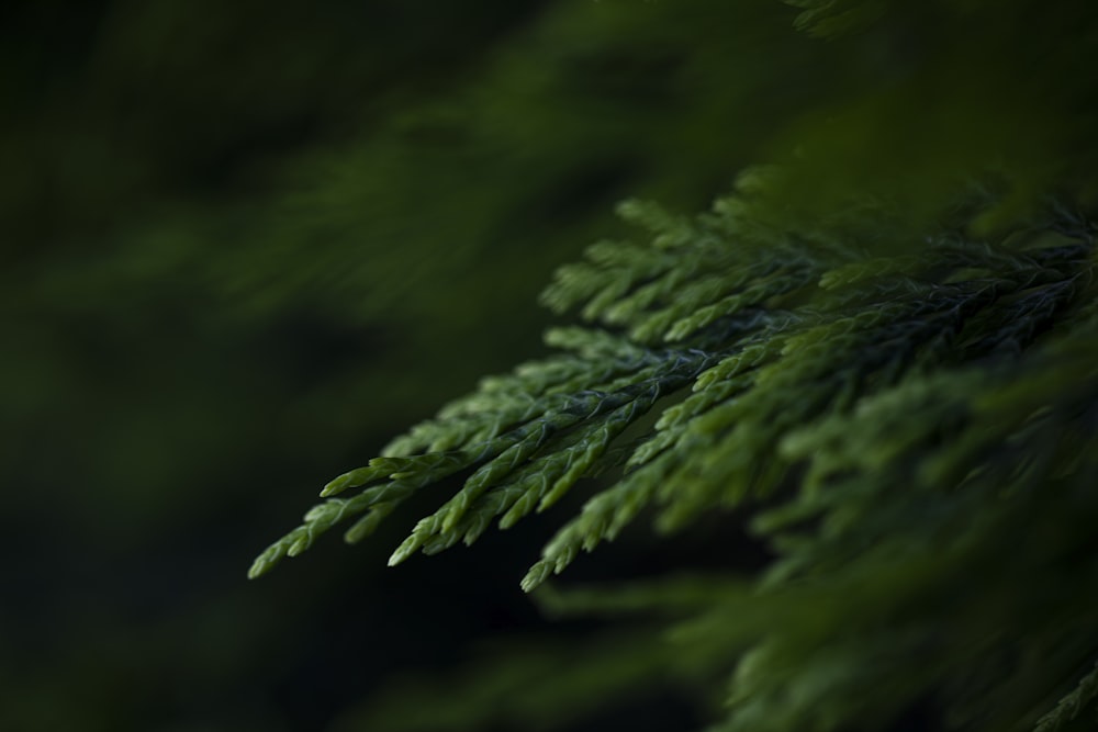 green fern plant in close up photography