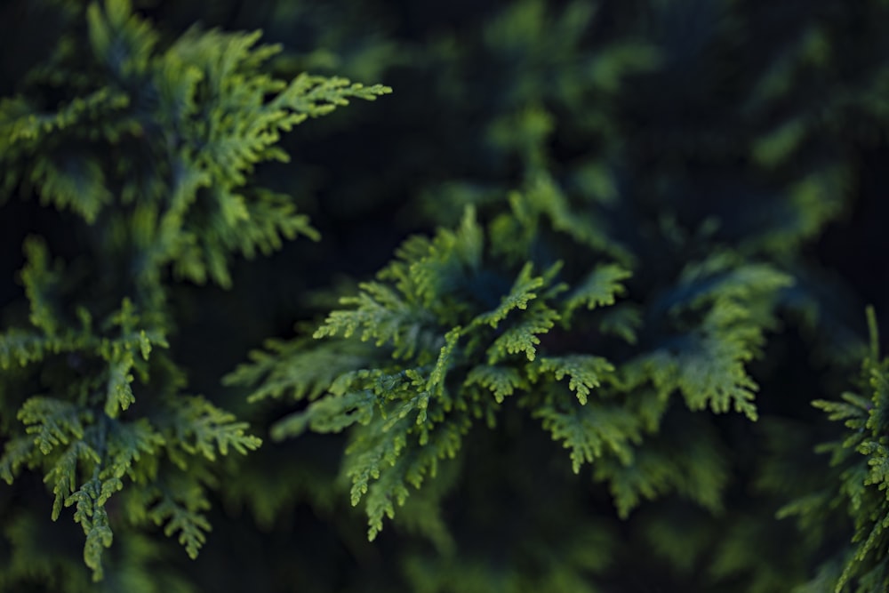 green pine tree in close up photography