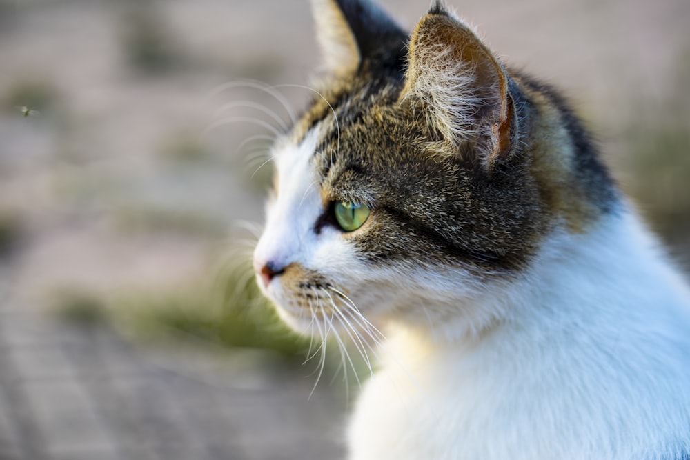white and brown cat in close up photography