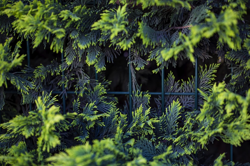 green leaves plant during daytime