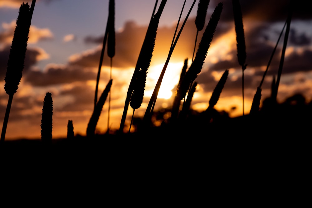 silhouette de plantes au coucher du soleil
