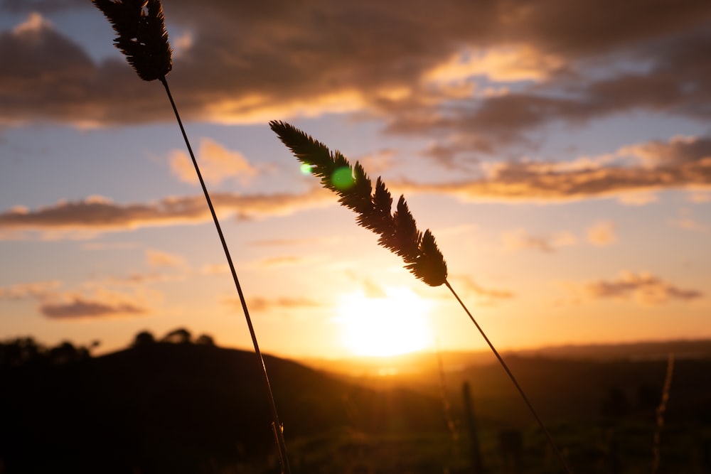 夕暮れ時の植物のシルエット