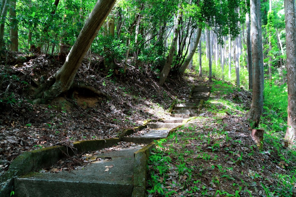 green trees beside gray concrete pathway