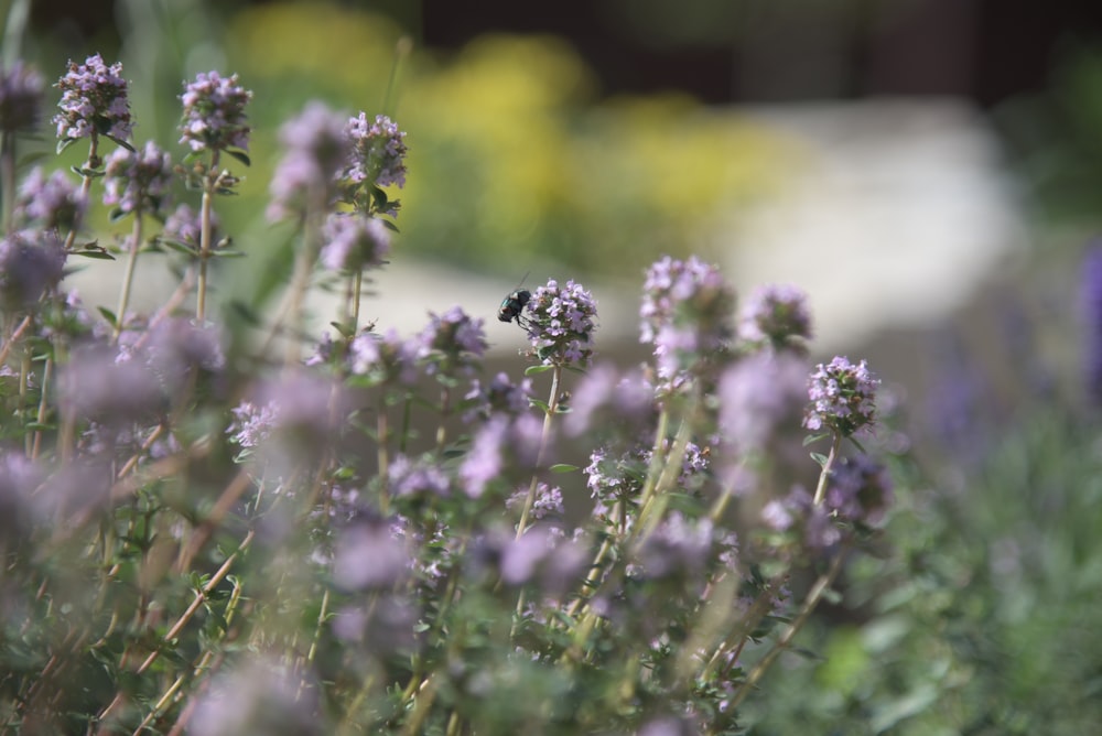 purple flower in tilt shift lens