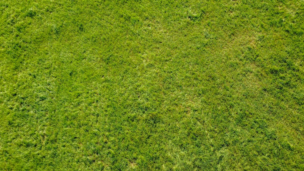 green grass field during daytime