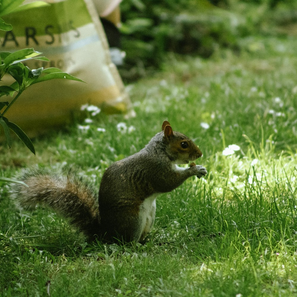 brown squirrel on green grass during daytime