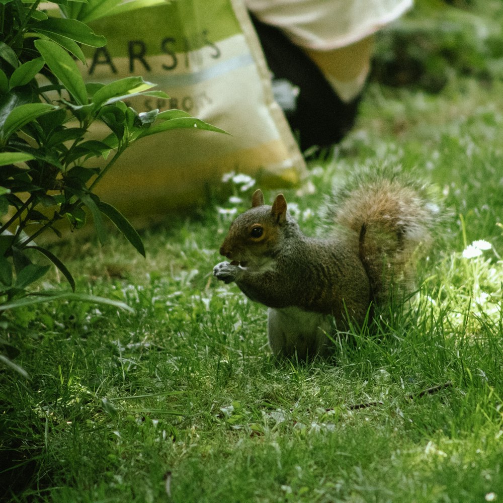 brown squirrel on green grass field