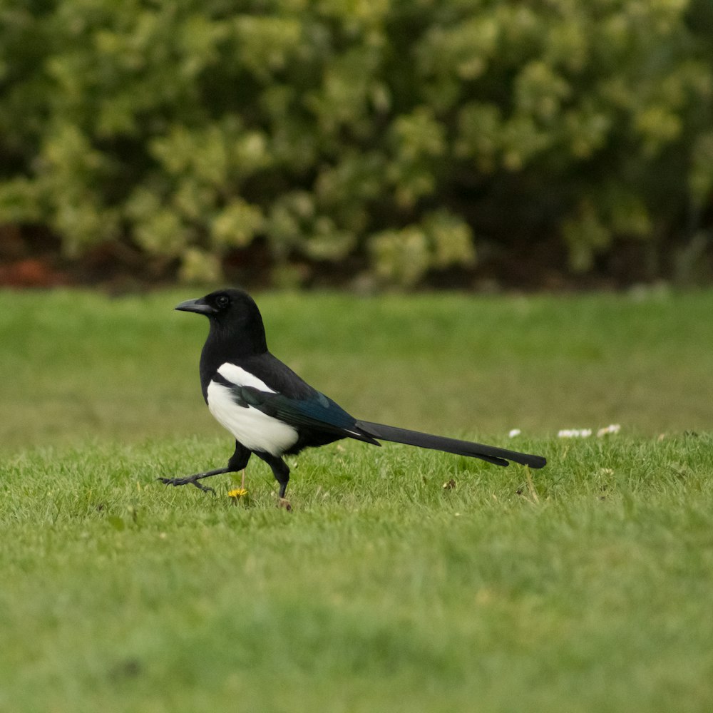 pájaro blanco y negro sobre hierba verde durante el día