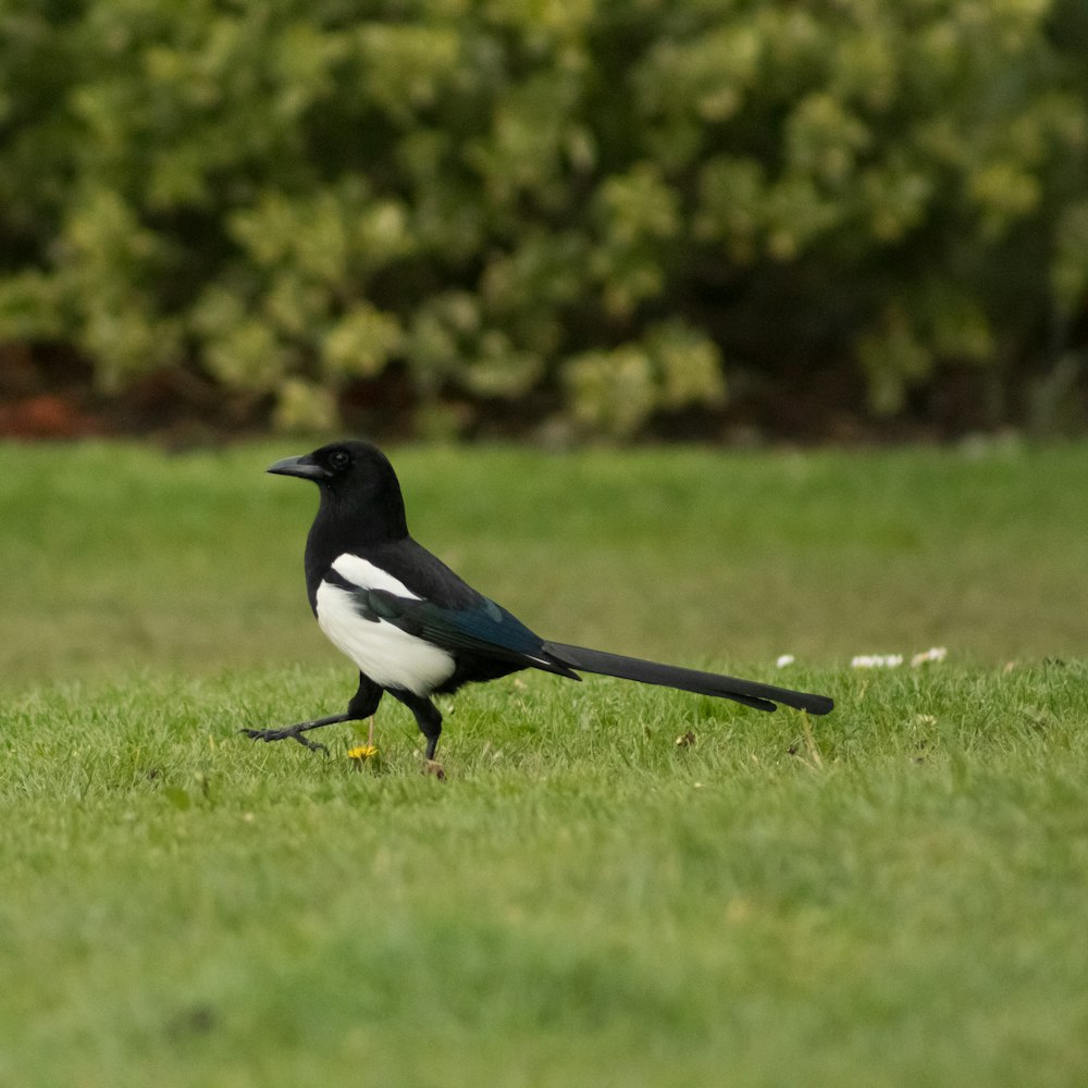 pássaro preto e branco na grama verde durante o dia