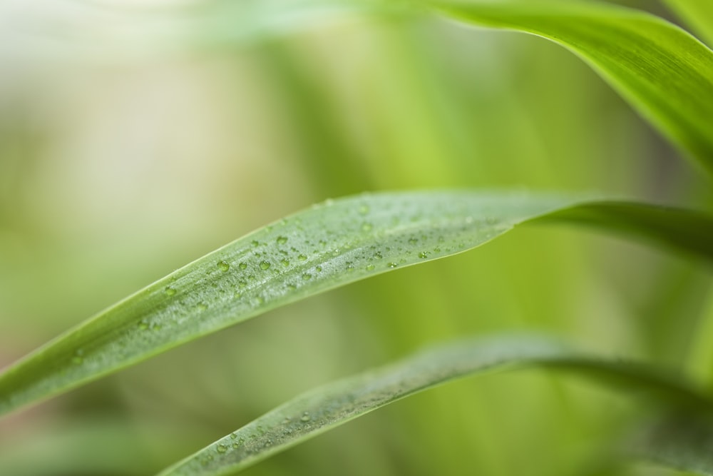 green leaf plant in close up photography