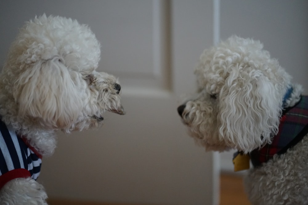 white long coated small sized dog