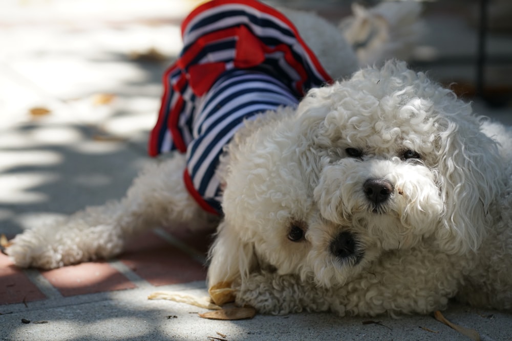 white poodle with us a flag