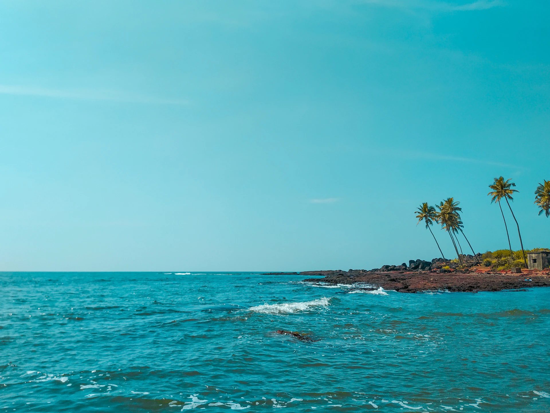 green palm tree on brown rock formation near body of water during daytime