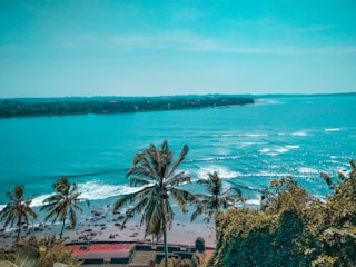 green palm tree near body of water during daytime