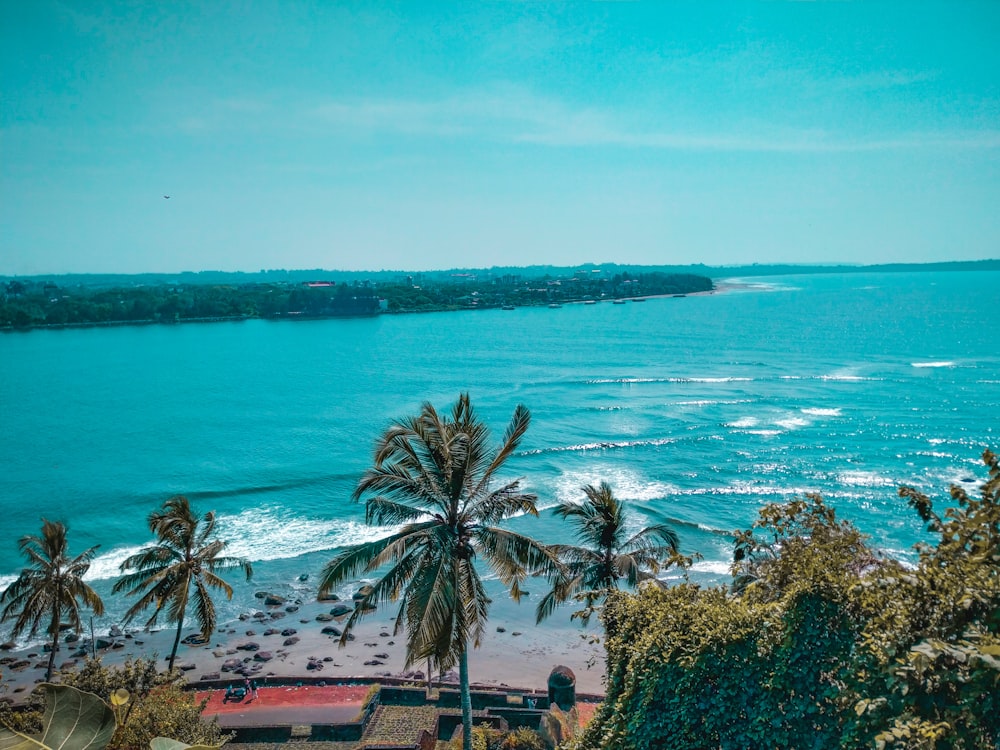 green palm tree near body of water during daytime