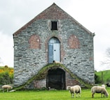 A rustic stone barn with a weathered metal door stands prominently, featuring arched brick window designs on its facade. Sheep graze peacefully on the lush green grass surrounding the barn, with one resting on a grassy mound in front of the door. The serene countryside landscape includes some trees and shrubs in the background.