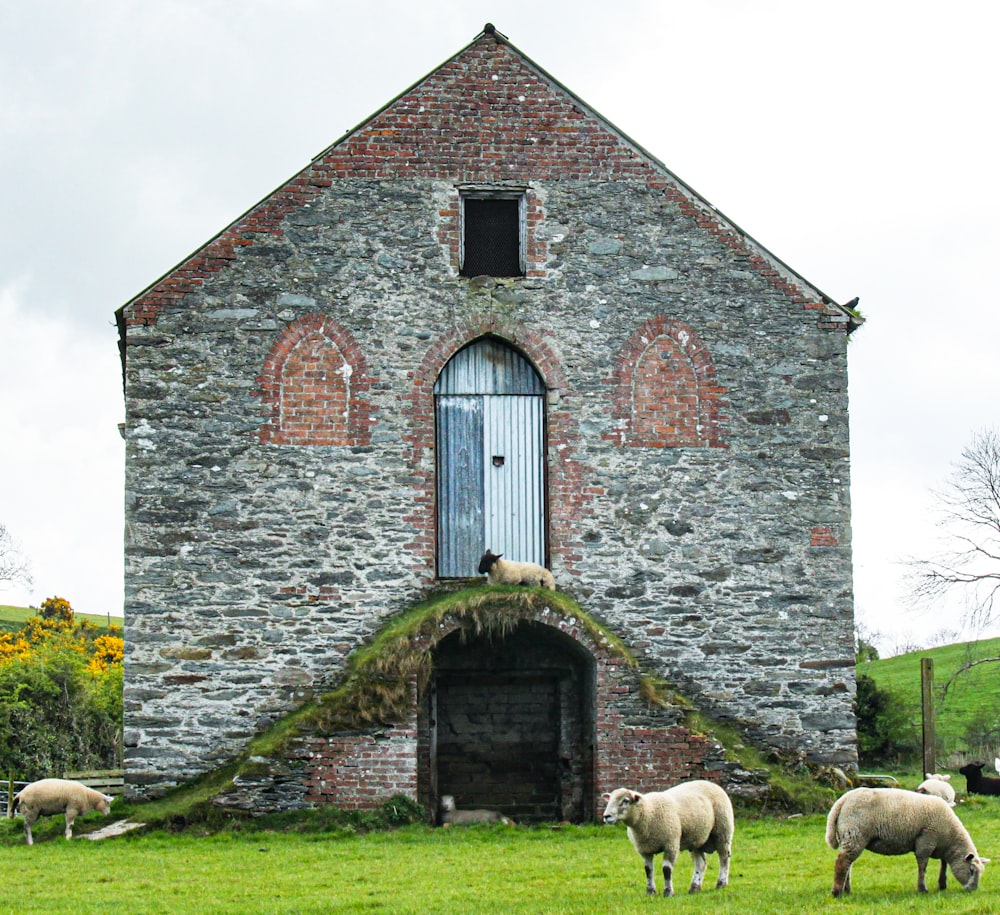 white sheep near gray wooden house during daytime