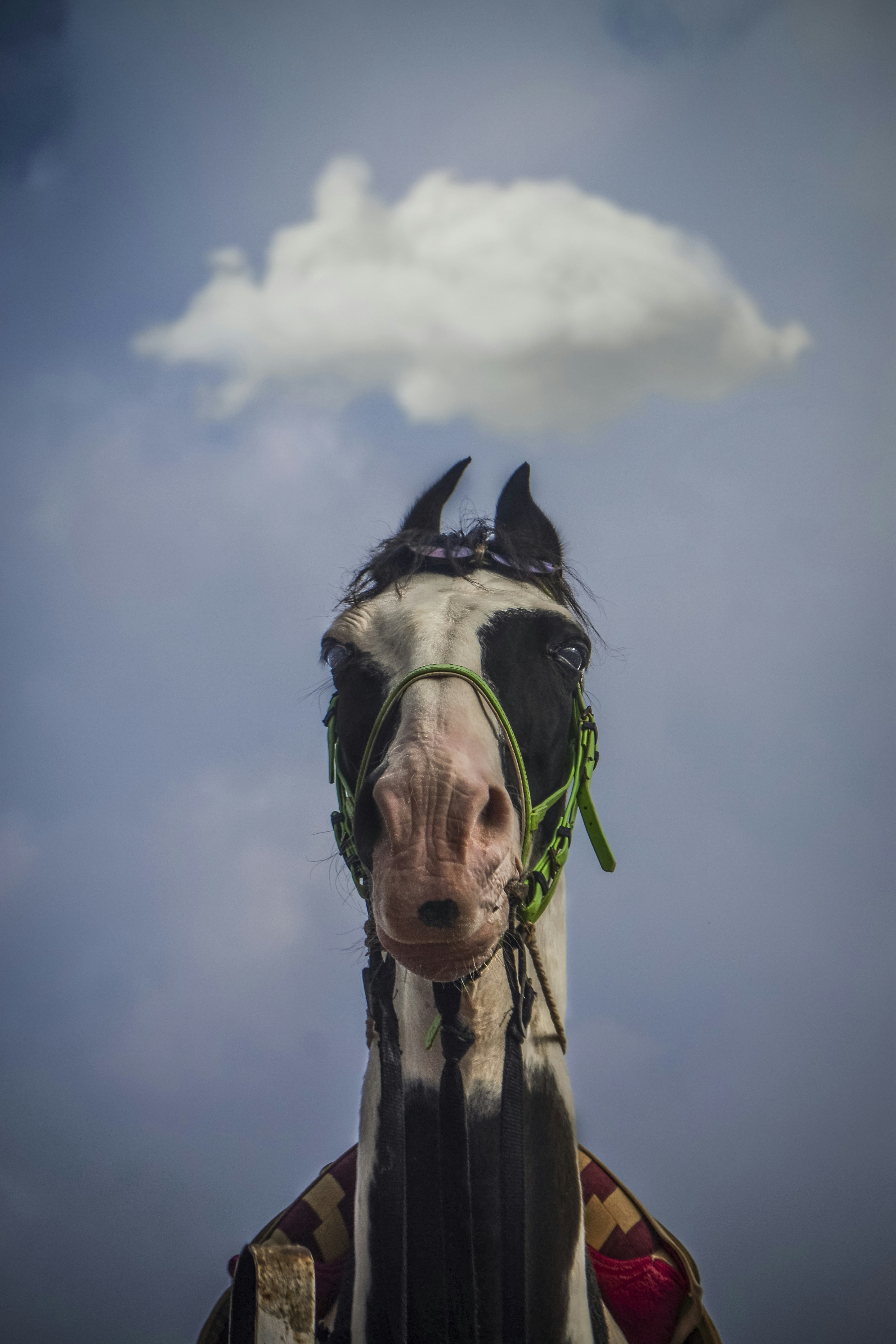 white and black horse under white clouds during daytime