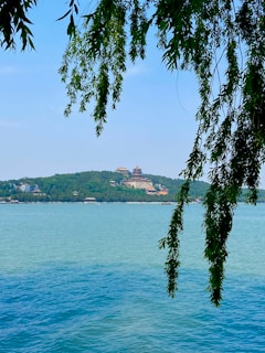 green trees near body of water during daytime