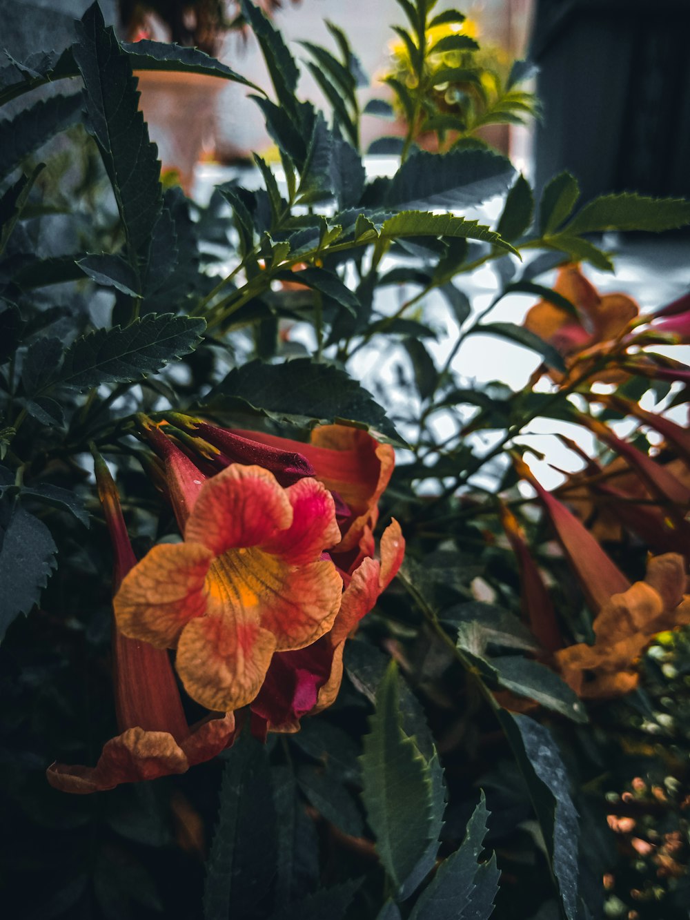 red flower with green leaves