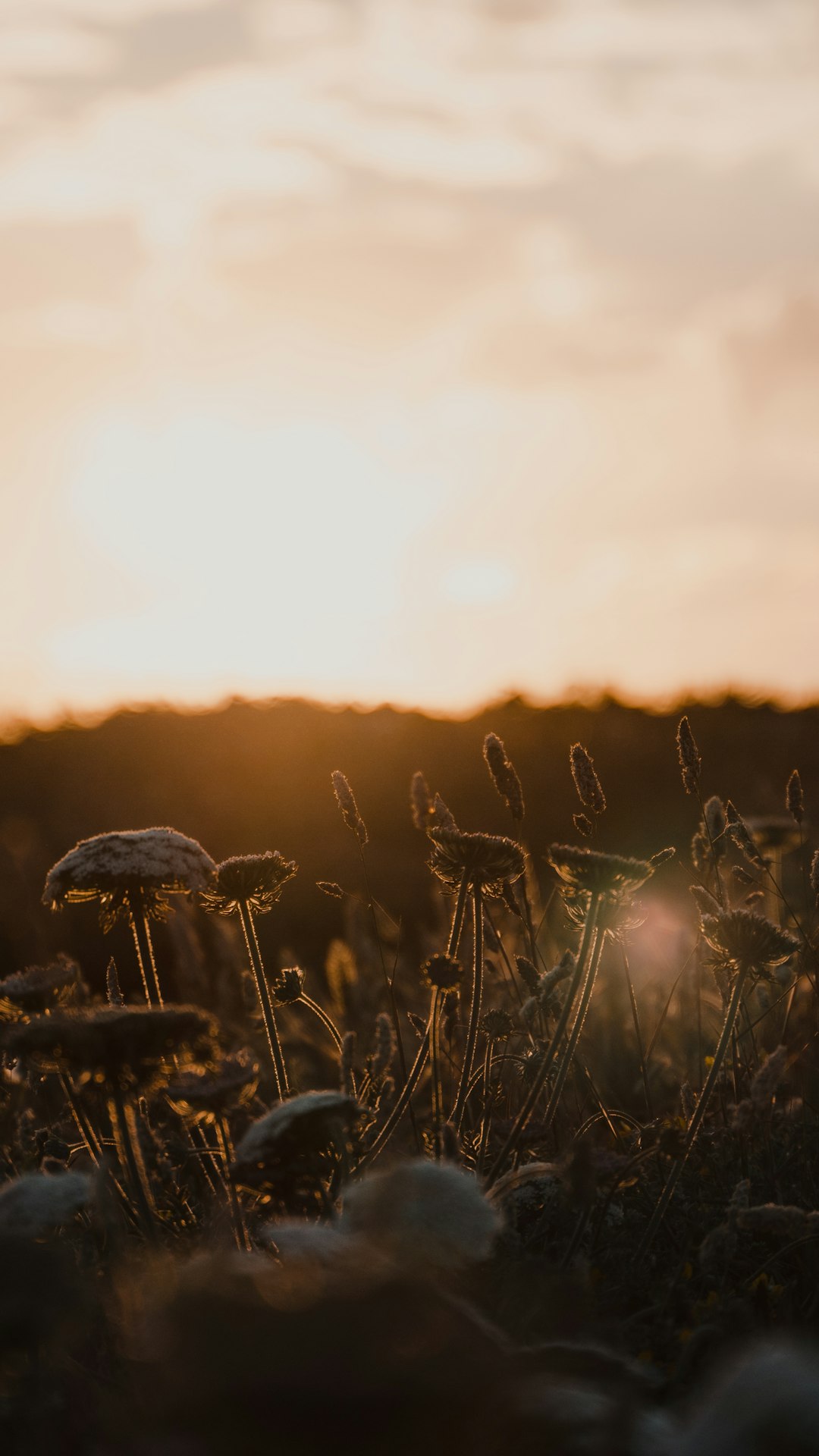 brown grass field during daytime