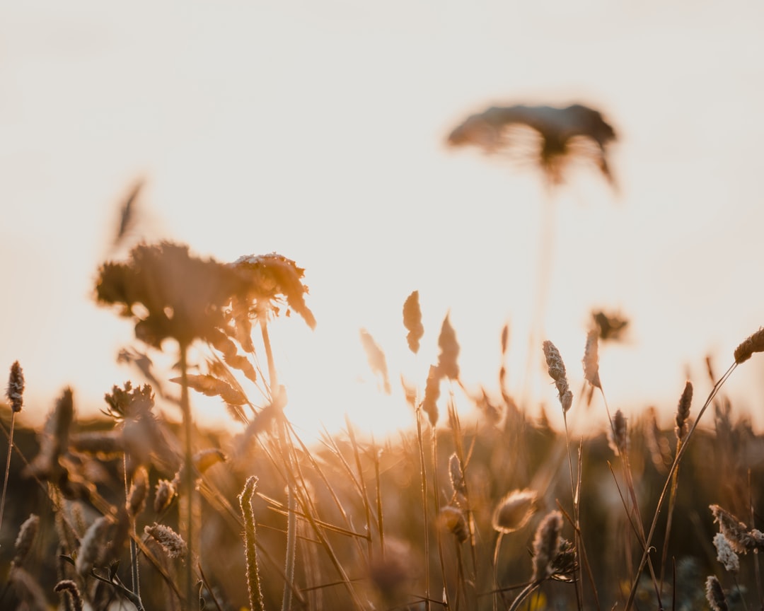 brown grass field during daytime