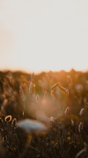 brown grass field during daytime