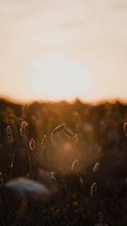 A serene outdoor scene with a gentle breeze moving through tall grass at golden hour