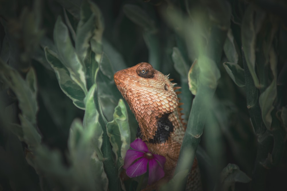 brown and black lizard on purple flower