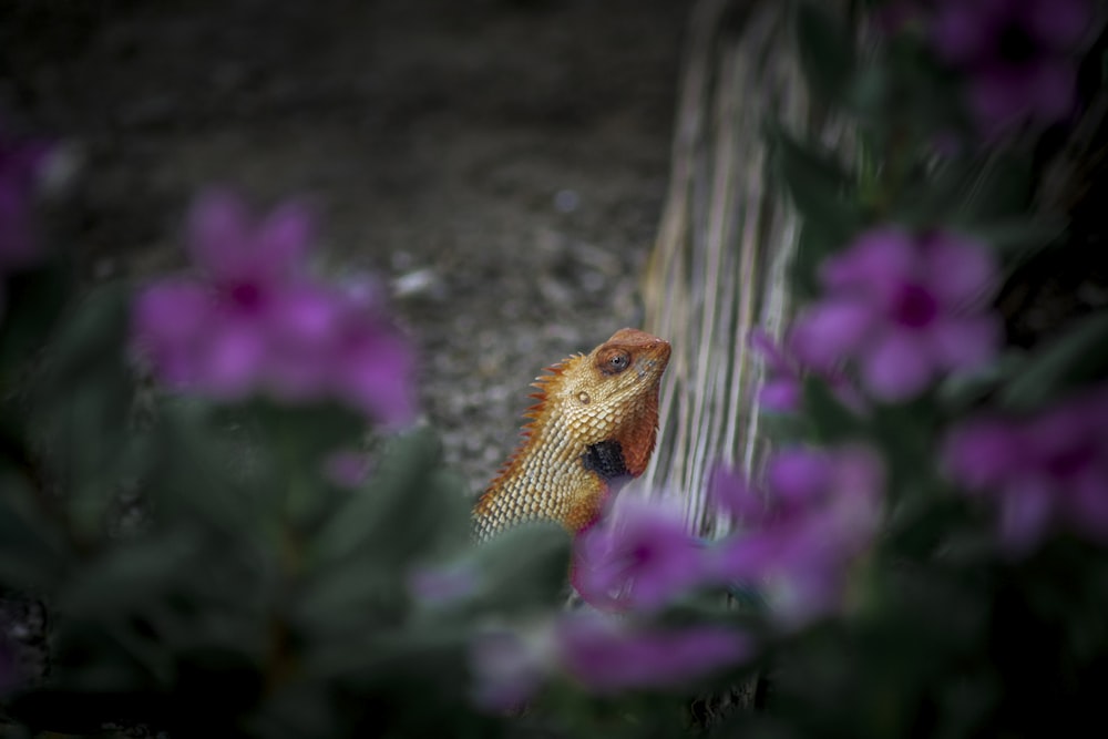 brown and black fox on purple flower