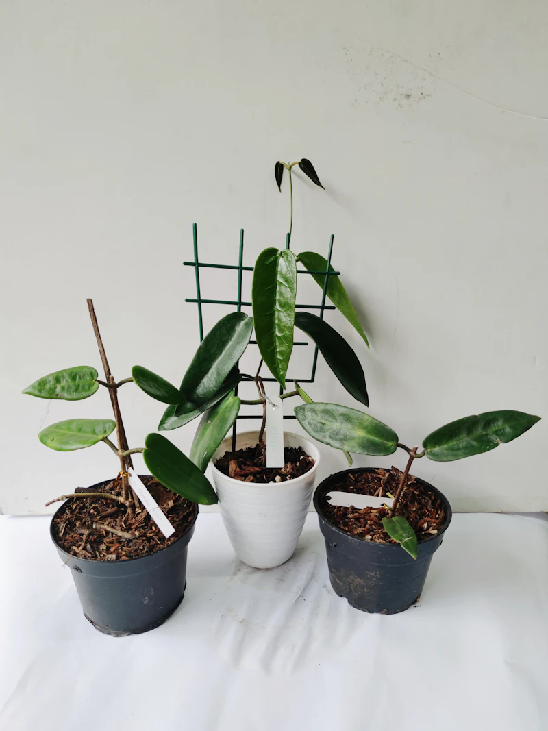 Plant cuttings rooting in a propagation setup — the same principles apply to berry tip layering and stem cuttings