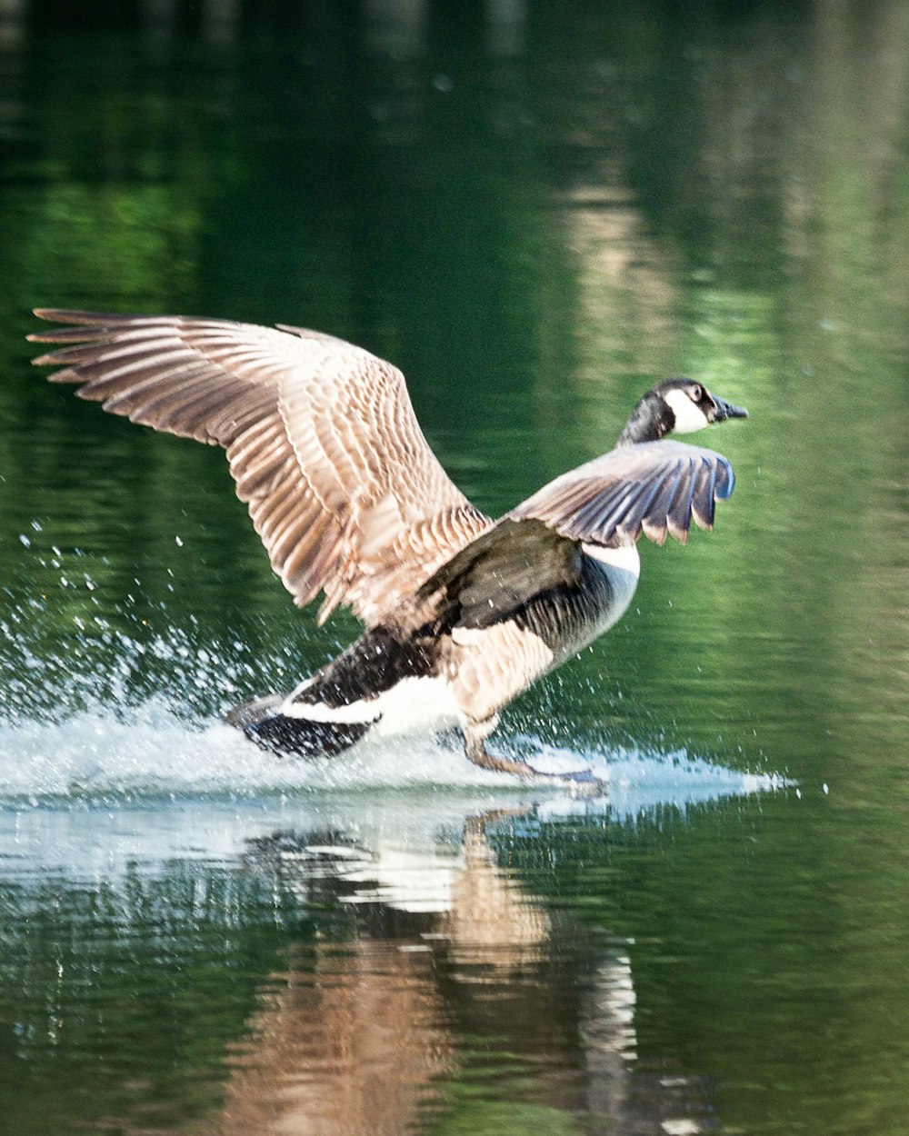 brown duck on water during daytime