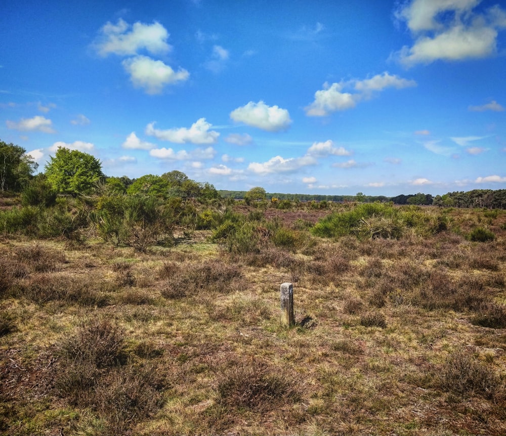 green grass field under blue sky during daytime