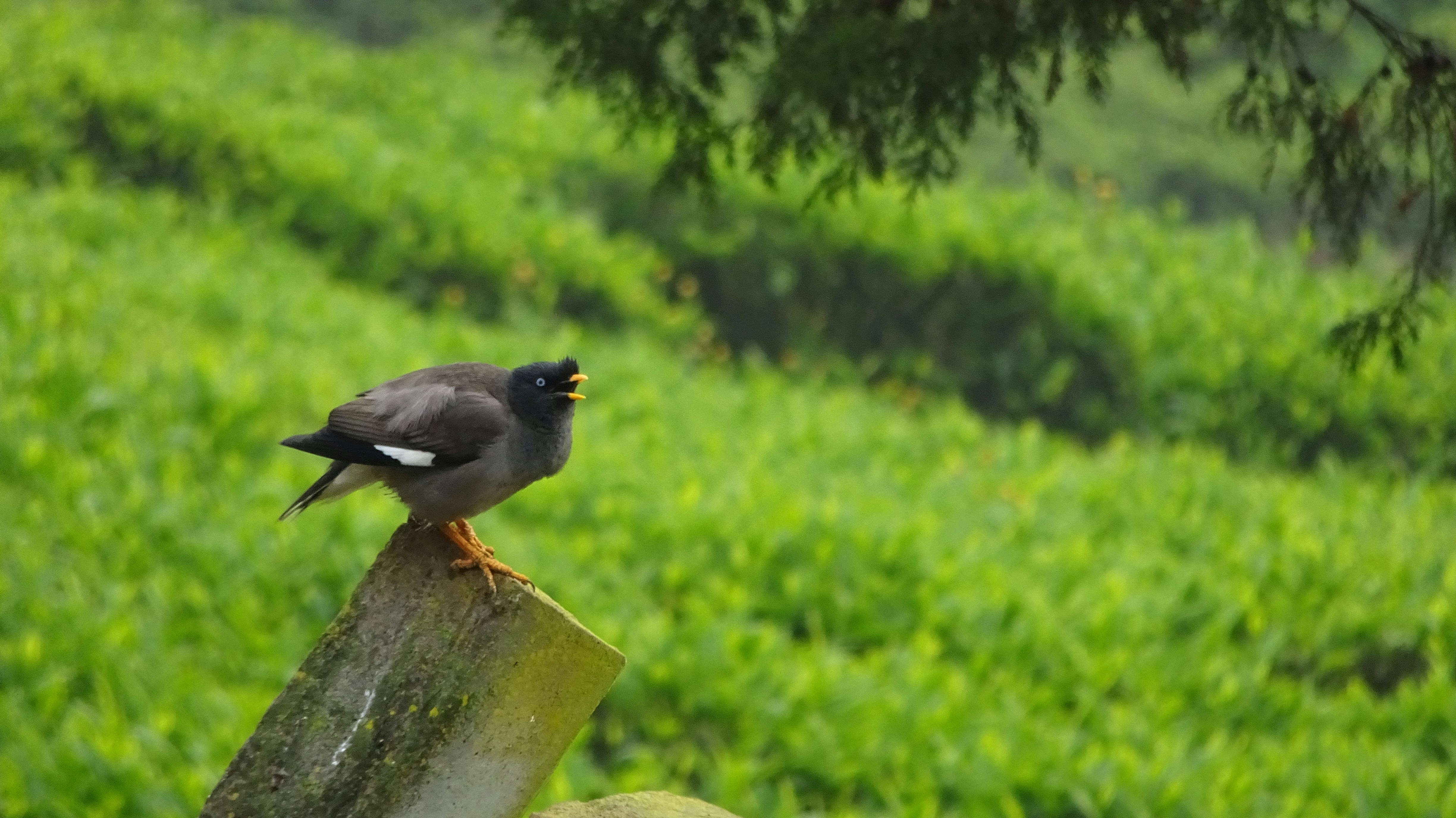 pájaro negro en poste de madera marrón durante el día