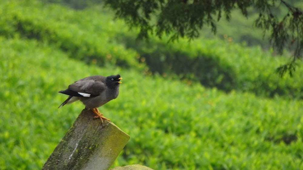 black bird on brown wooden post during daytime