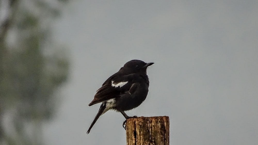 black and white bird on brown wooden post